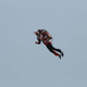 Illustration for article titled The Jetpack Makes Its Debut in China